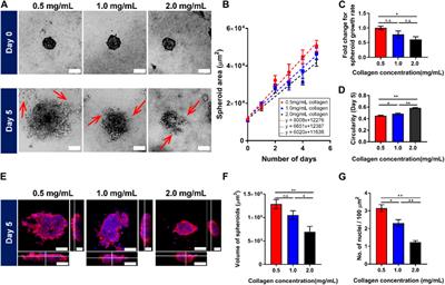 The role of cell-matrix adhesion and cell migration in breast tumor growth and progression
